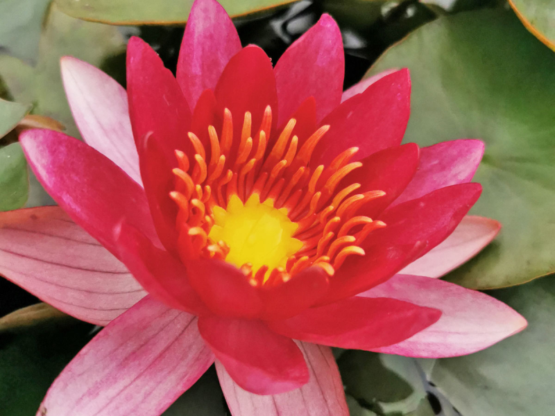 Seerose Feuer-Rot